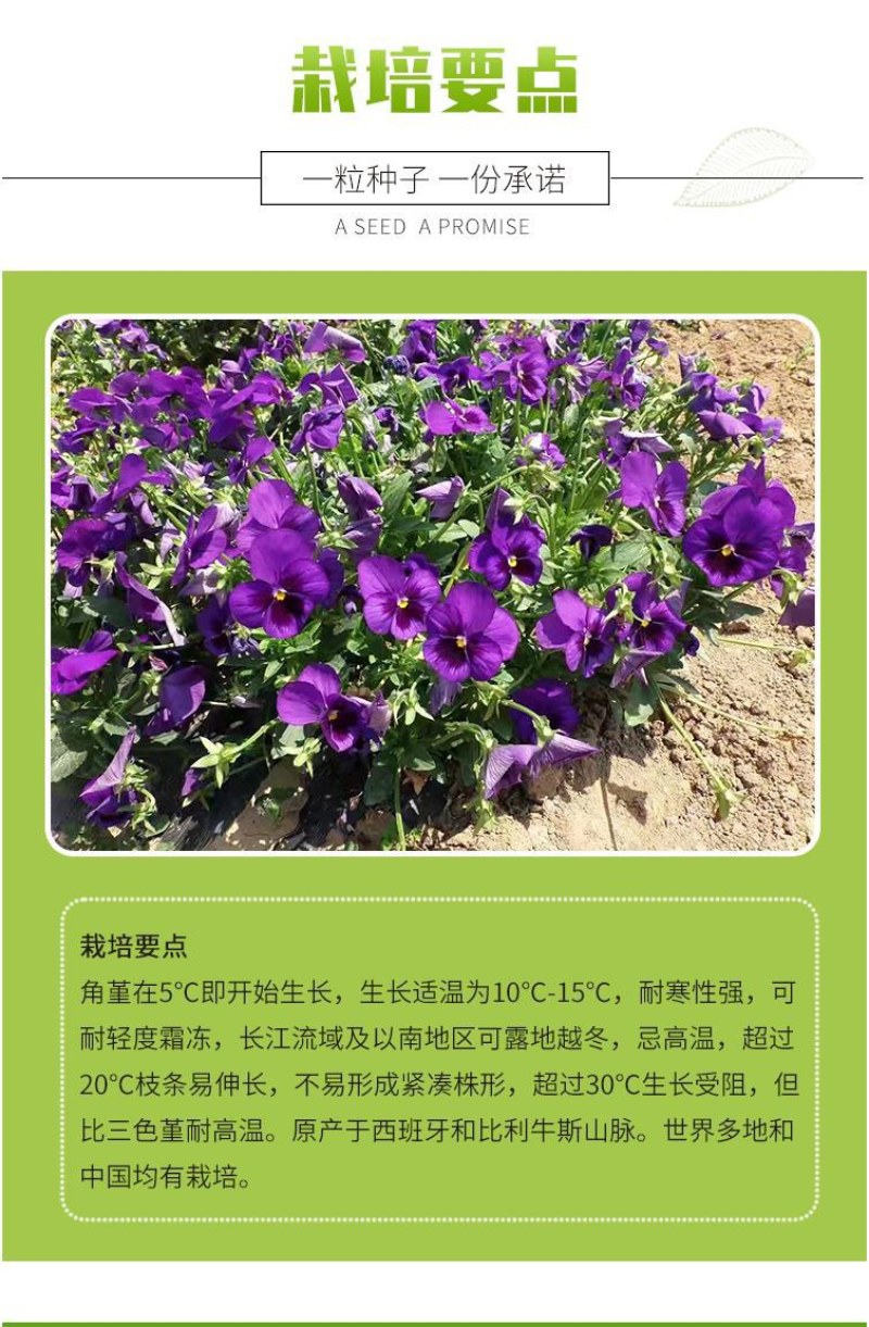 角堇种子三色堇室内阳台盆栽室外庭院耐寒春秋开花四季易种活