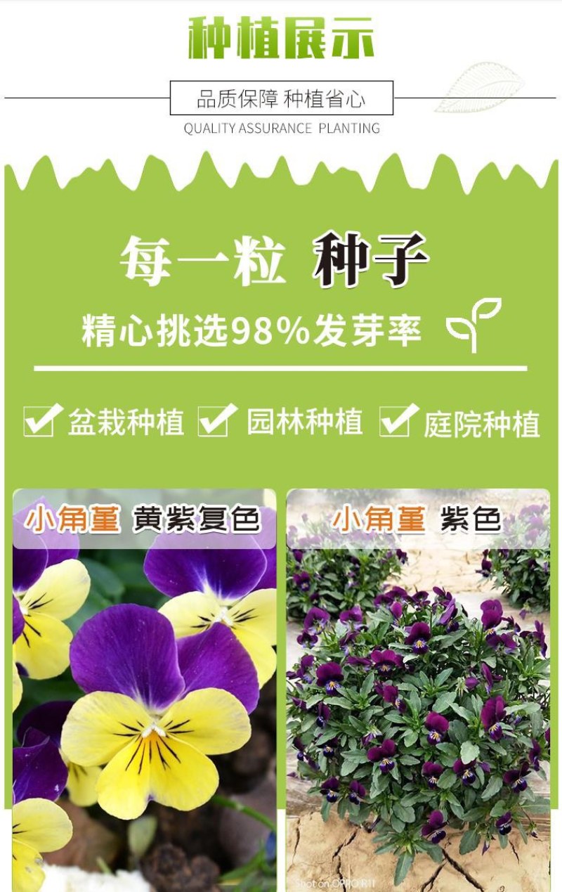 角堇种子三色堇室内阳台盆栽室外庭院耐寒春秋开花四季易种活