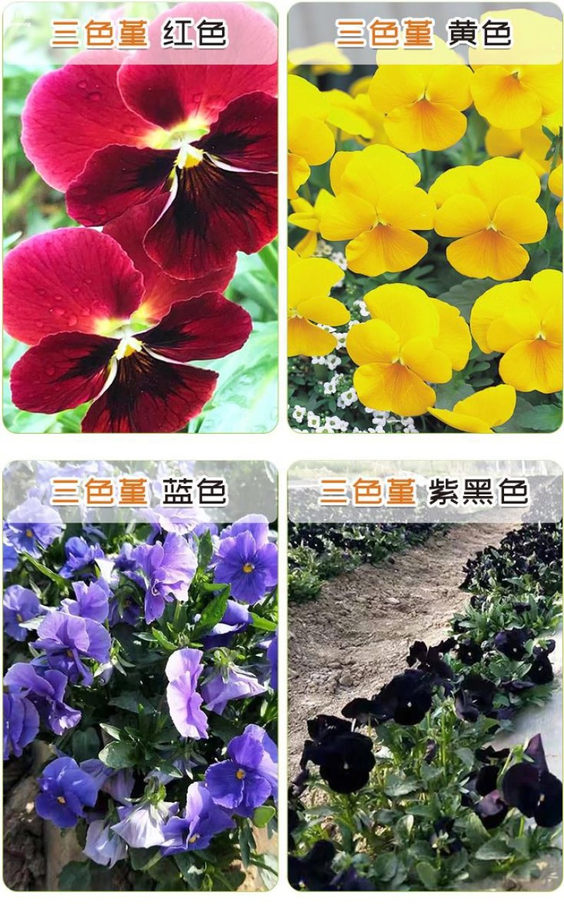 角堇种子三色堇室内阳台盆栽室外庭院耐寒春秋开花四季易种活