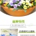 角堇种子三色堇室内阳台盆栽室外庭院耐寒春秋开花四季易种活