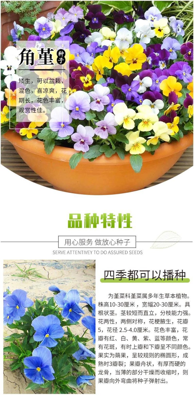 角堇种子三色堇室内阳台盆栽室外庭院耐寒春秋开花四季易种活