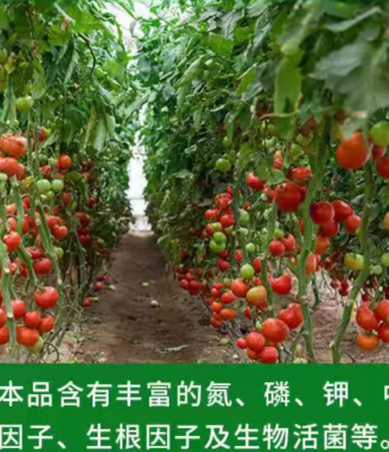 西红柿专用肥中量元素水溶肥