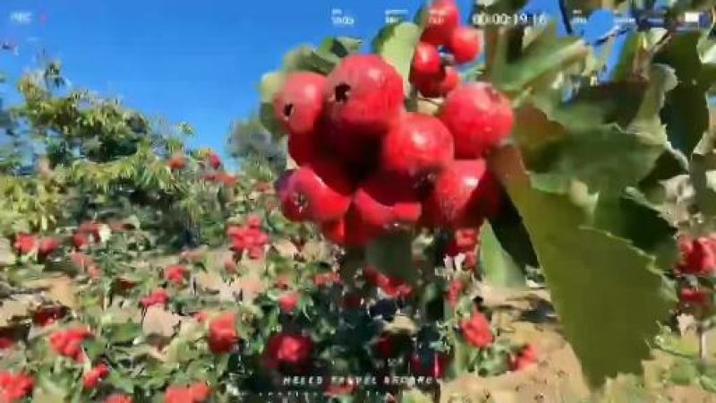 沂蒙山优质山楂，保质保量货源充足优选严选