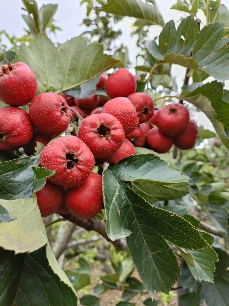 沂蒙山优质山楂，保质保量货源充足优选严选