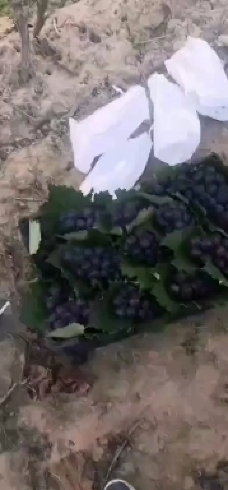 天水大量巨峰葡萄产地直销代收代发