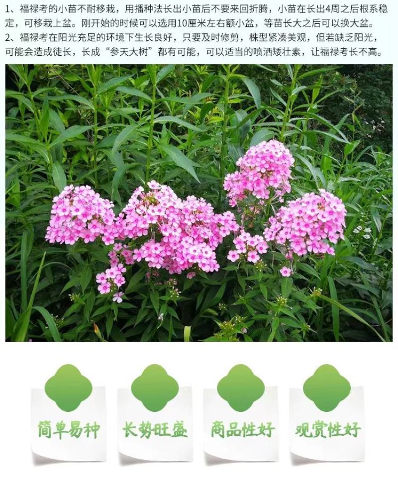 福绿考种子丛生四季开花耐寒地被花卉春秋种植室外打造花海