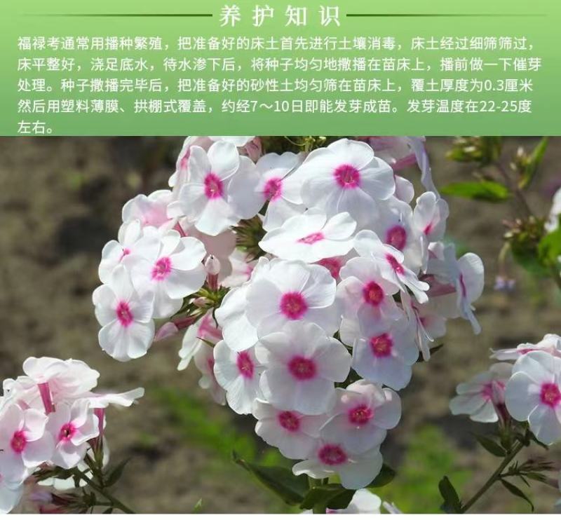 福绿考种子丛生四季开花耐寒地被花卉春秋种植室外打造花海