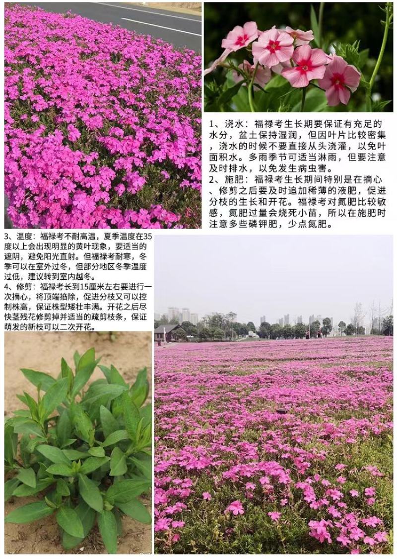 福绿考种子丛生四季开花耐寒地被花卉春秋种植室外打造花海