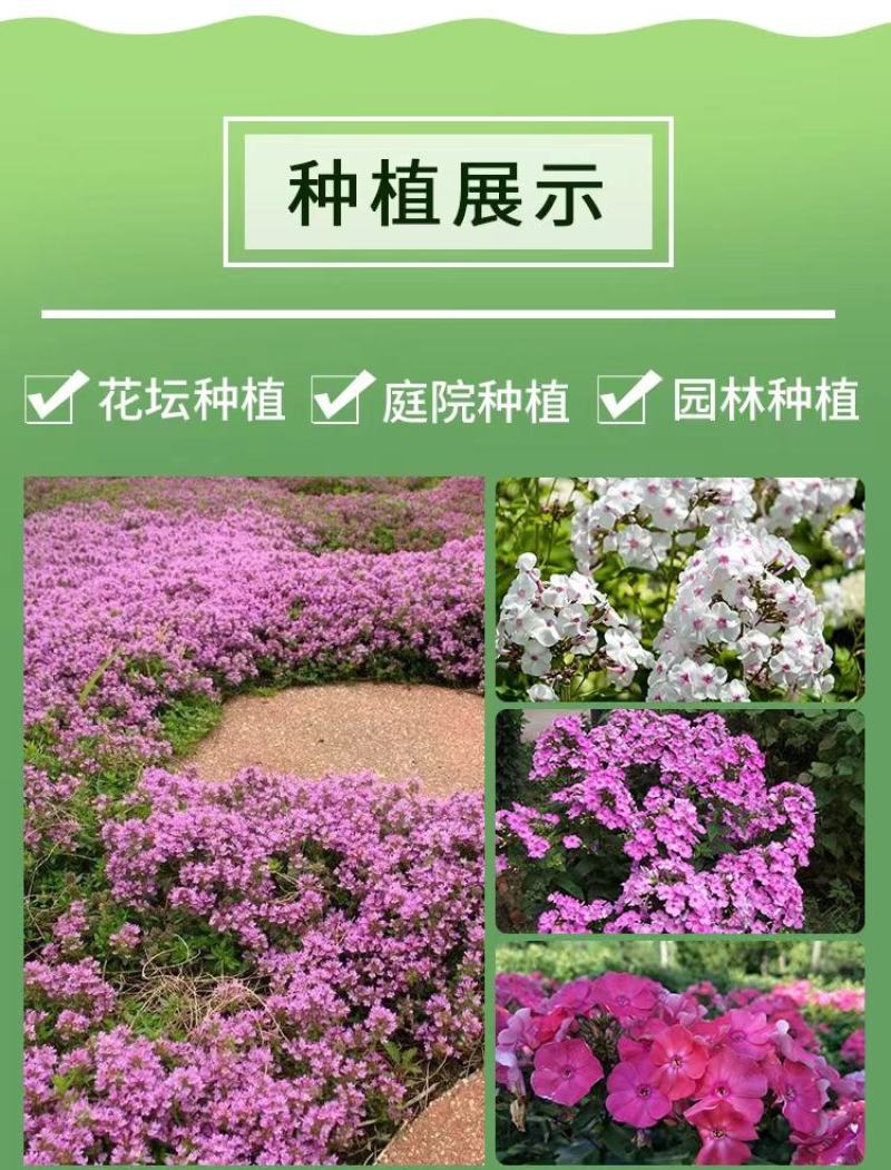 福绿考种子丛生四季开花耐寒地被花卉春秋种植室外打造花海