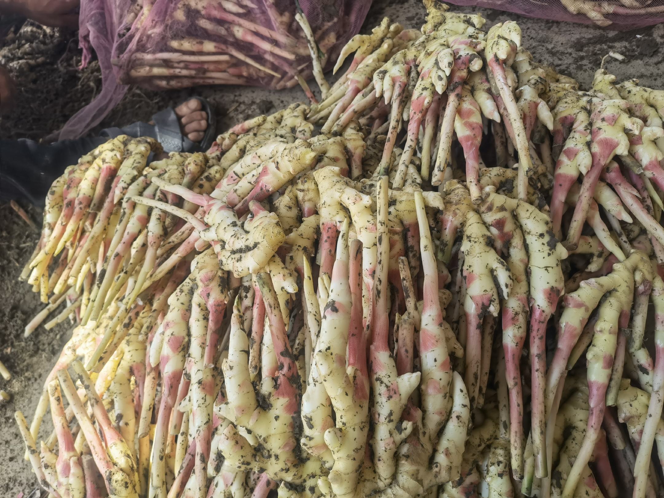 子姜与老姜颜色对比图