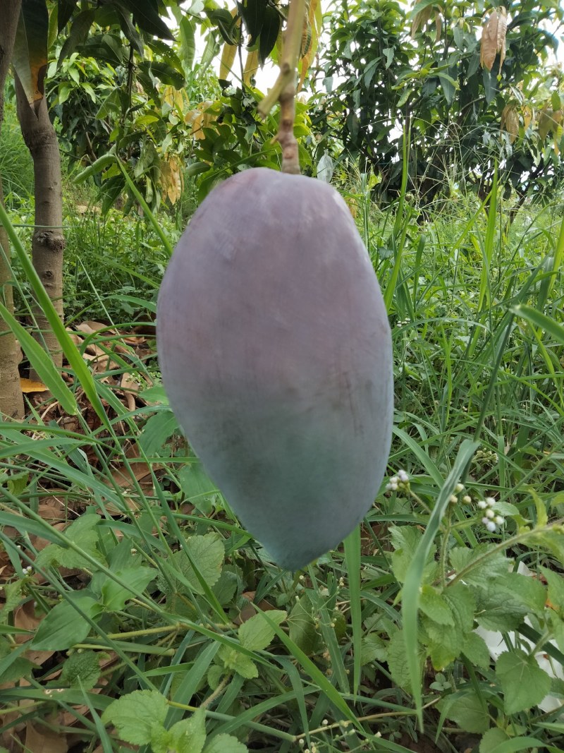 凯特芒果