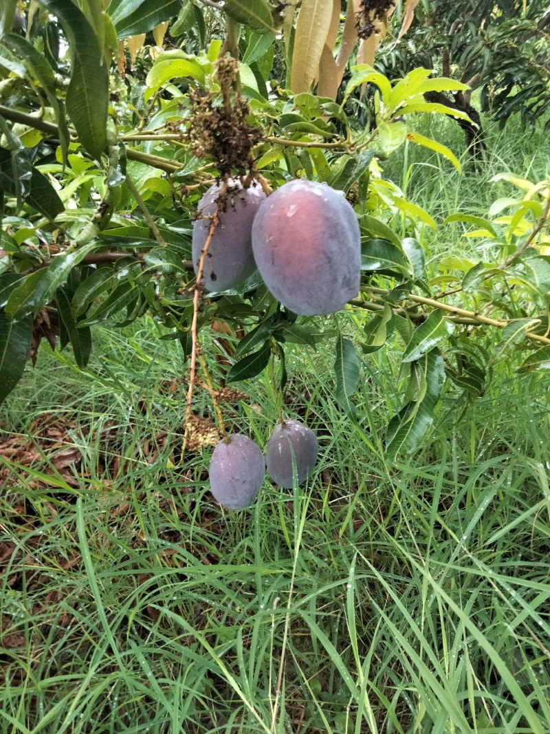 凯特芒果