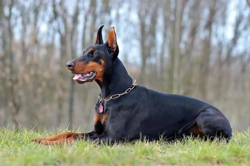 杜宾幼犬杜宾犬幼犬纯种德系杜宾幼犬公母都有的，有喜欢