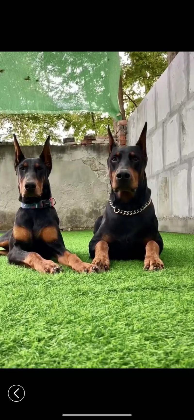 杜宾幼犬杜宾犬幼犬纯种德系杜宾幼犬公母都有的，有喜欢