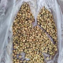 咖啡豆，十三目，十八目各有现货一百吨，越南进口