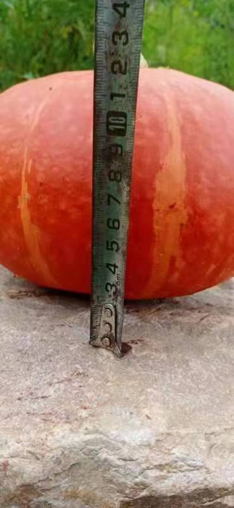自产南瓜红皮南瓜