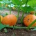 自产南瓜红皮南瓜