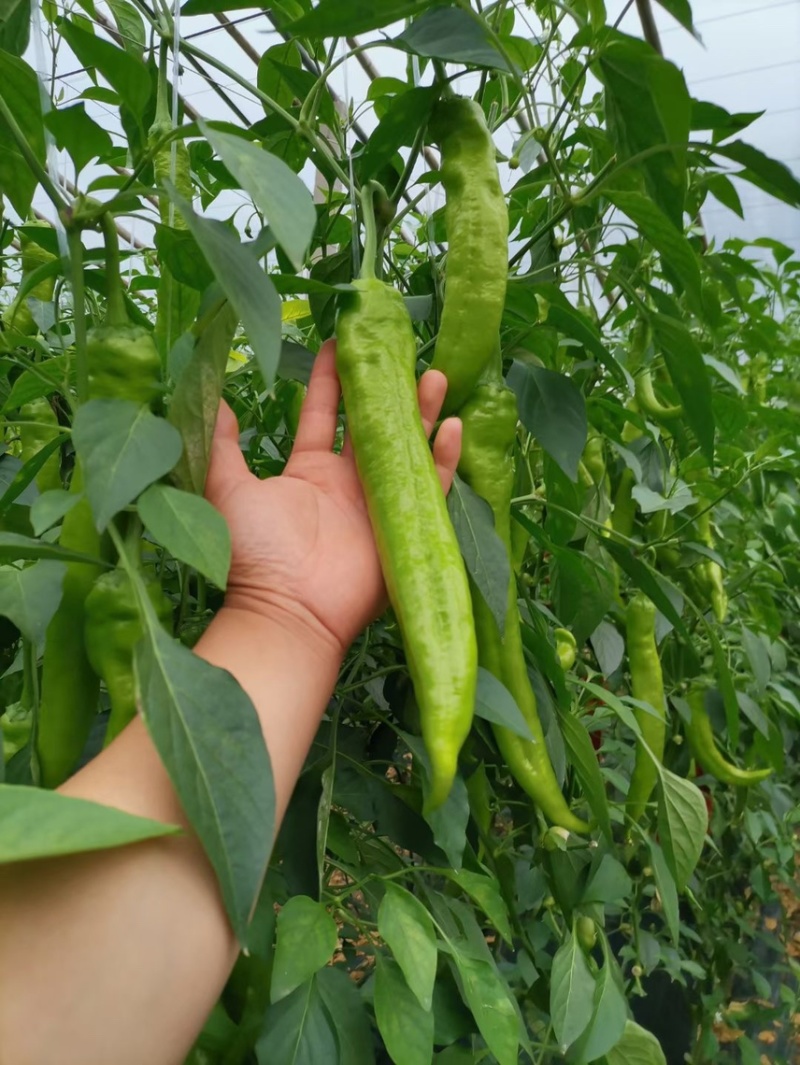 预定优质黄皮尖椒苗代育辣椒苗线椒苗杭椒苗