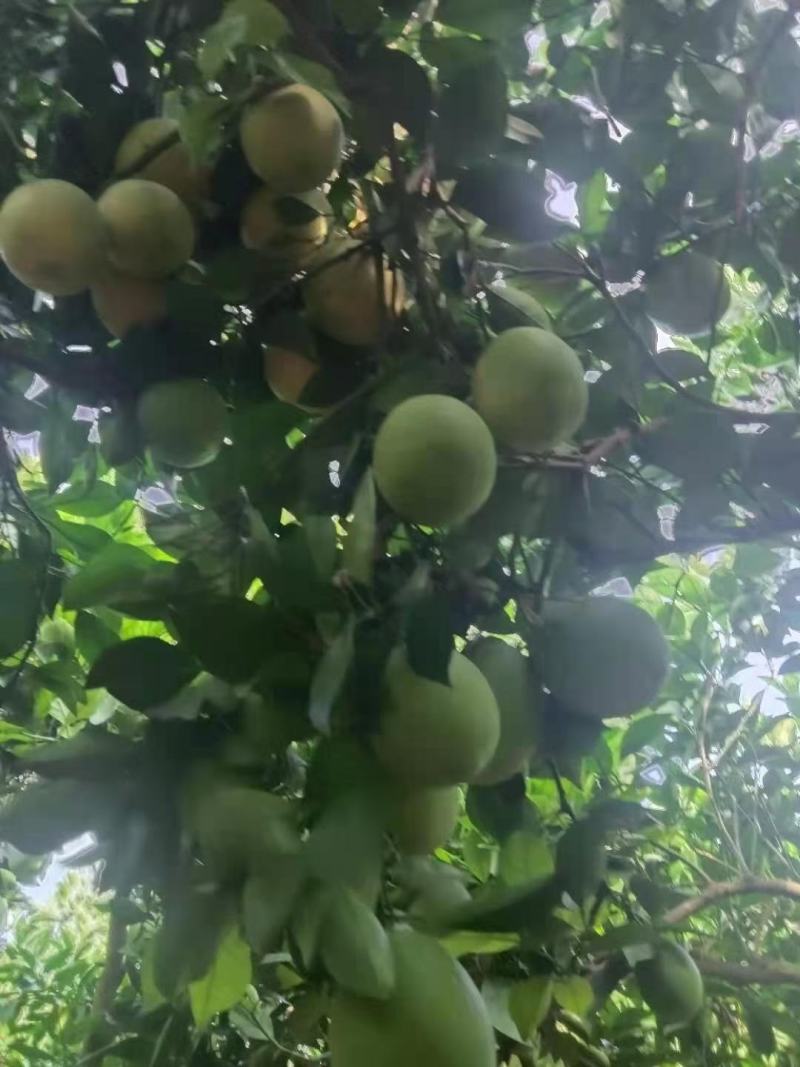 云南高山山地脐橙上市了，挂树鲜果，欢迎你的光临