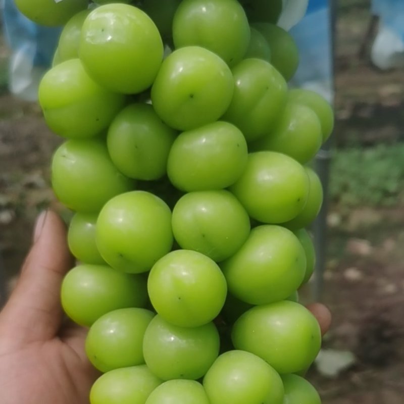 精品阳光玫瑰