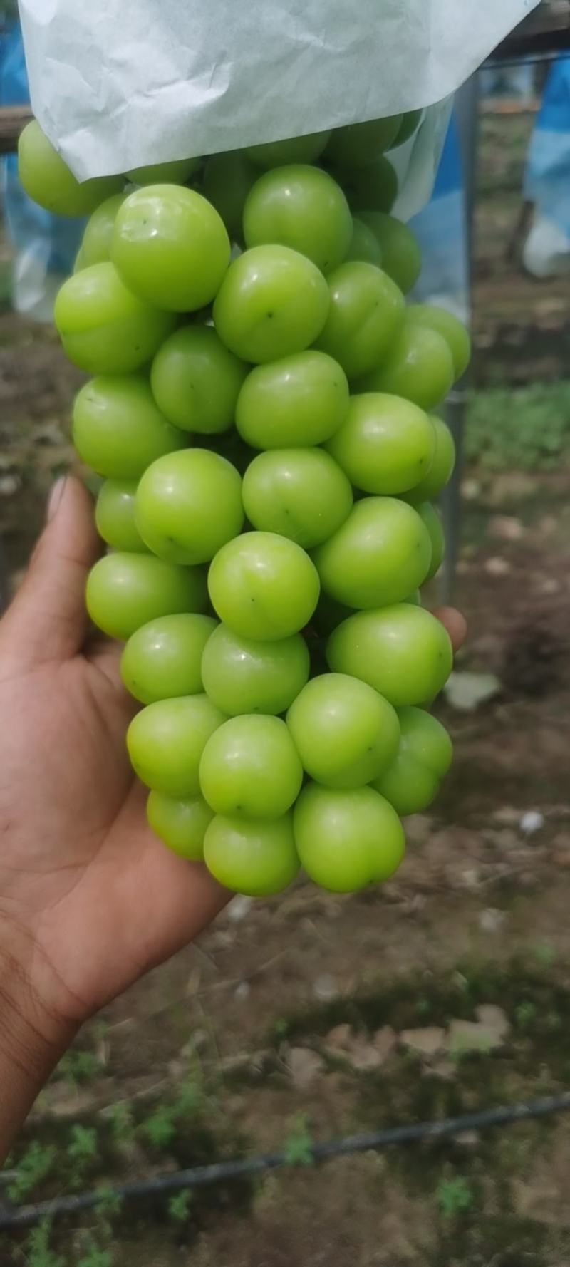 精品阳光玫瑰
