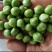 长寿仁豌豆种子（食鲜荚）甜脆豌种子高架豌豆种子长寿人豌豆