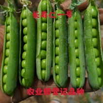 长寿仁豌豆种子（食鲜荚）甜脆豌种子高架豌豆种子长寿人豌豆