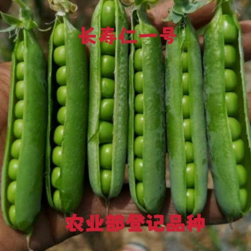 长寿仁豌豆种子（食鲜荚）甜脆豌种子高架豌豆种子长寿人豌豆