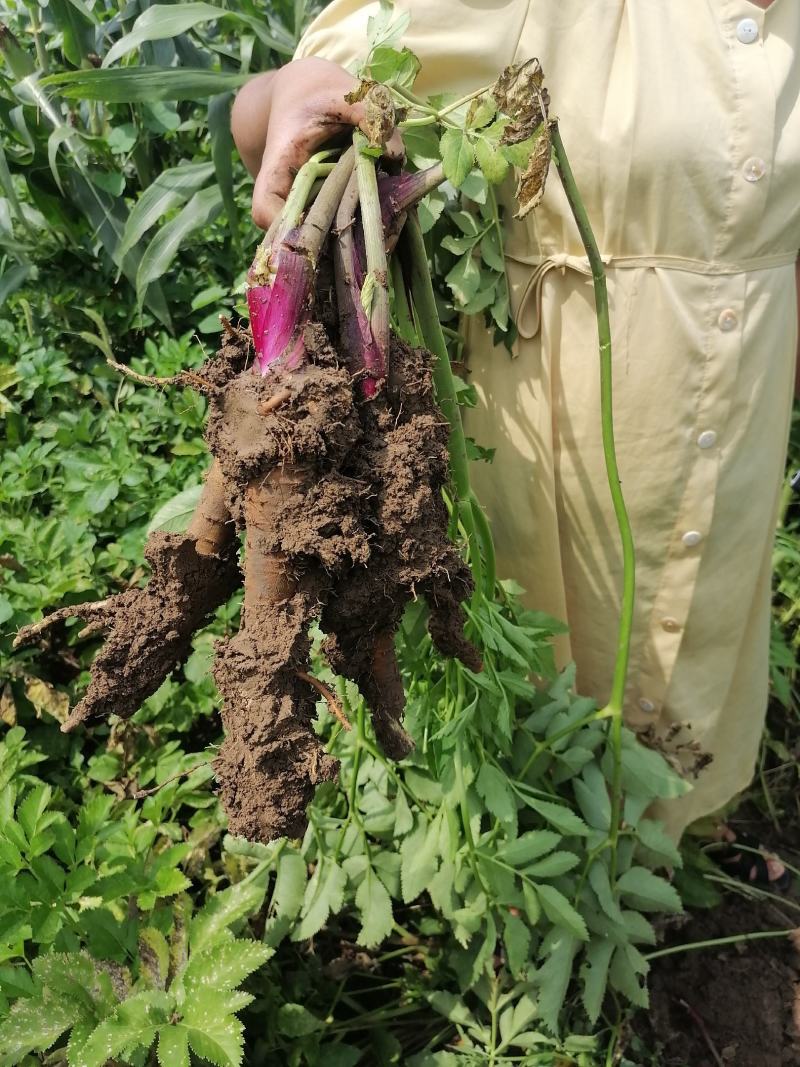 精品鲜白芷基地货一手货源诚信经营欢迎订购