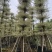 锦叶榄仁8-10-12-15分大量现货供应欢迎咨询