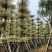 锦叶榄仁8-10-12-15分大量现货供应欢迎咨询