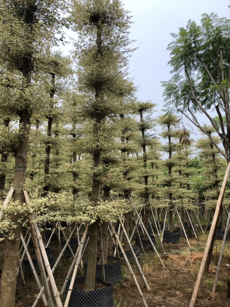 锦叶榄仁8-10-12-15分大量现货供应欢迎咨询