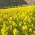 矮杆早油菜种子矮荚早油菜种子菜苔菜籽兼收形