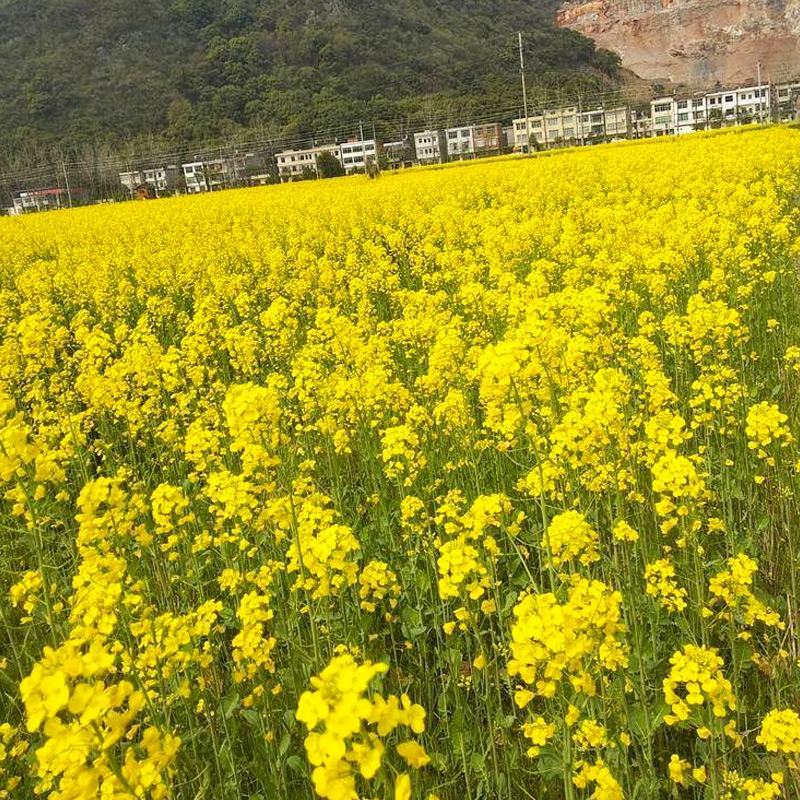 矮杆早油菜种子矮荚早油菜种子菜苔菜籽兼收形