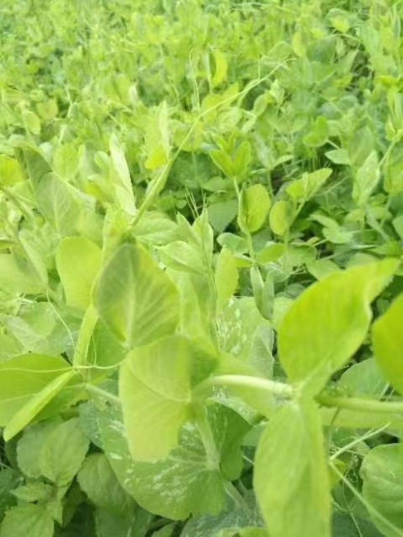 四川特产豌豆尖（龙须菜）