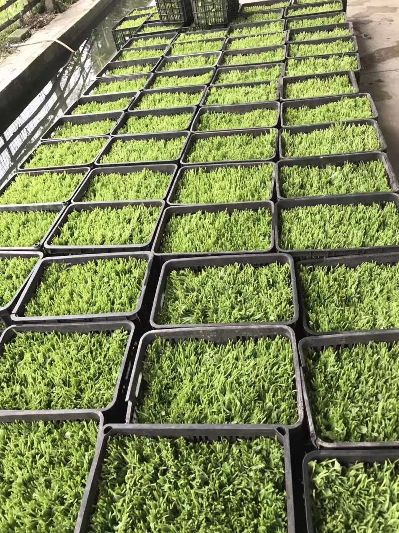 四川特产豌豆尖（龙须菜）