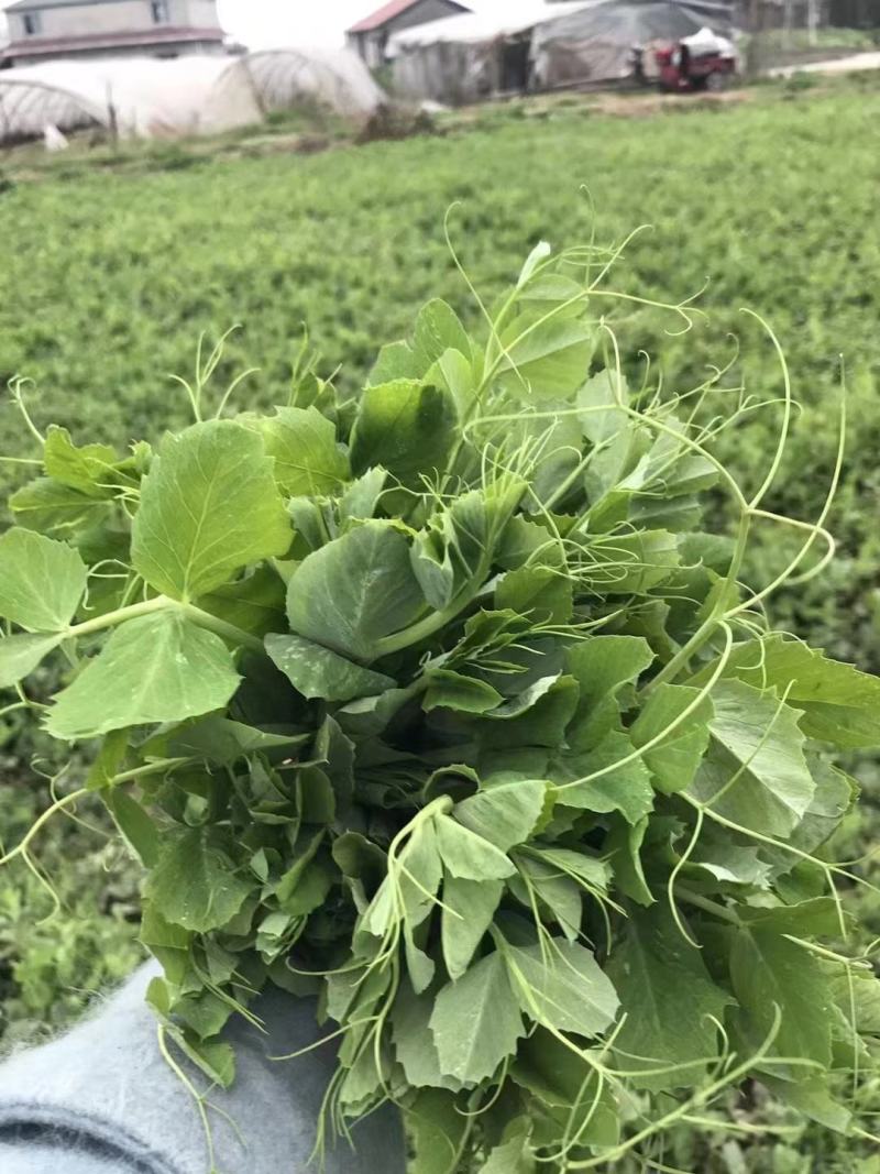 四川特产豌豆尖（龙须菜）