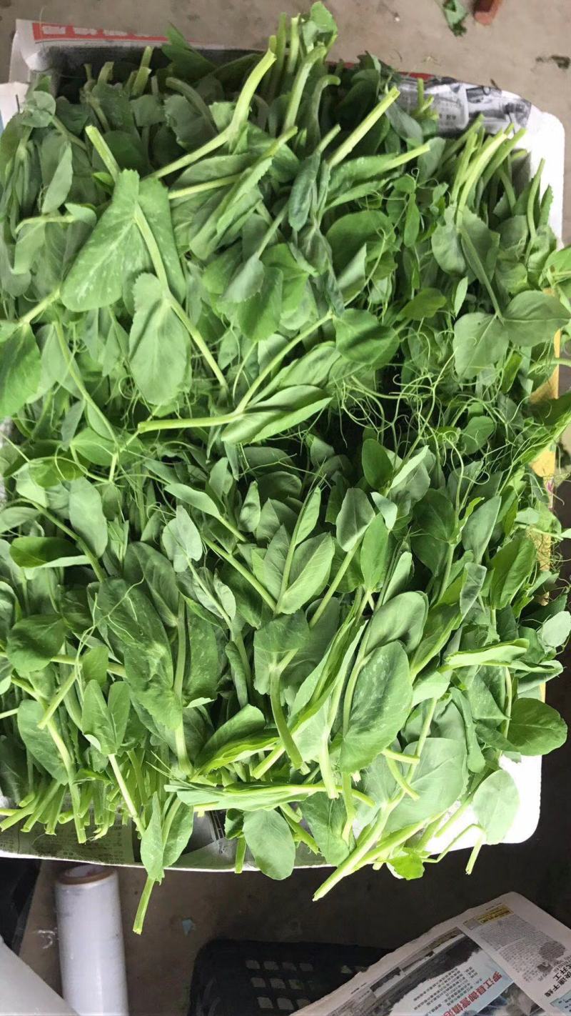 四川特产豌豆尖（龙须菜）