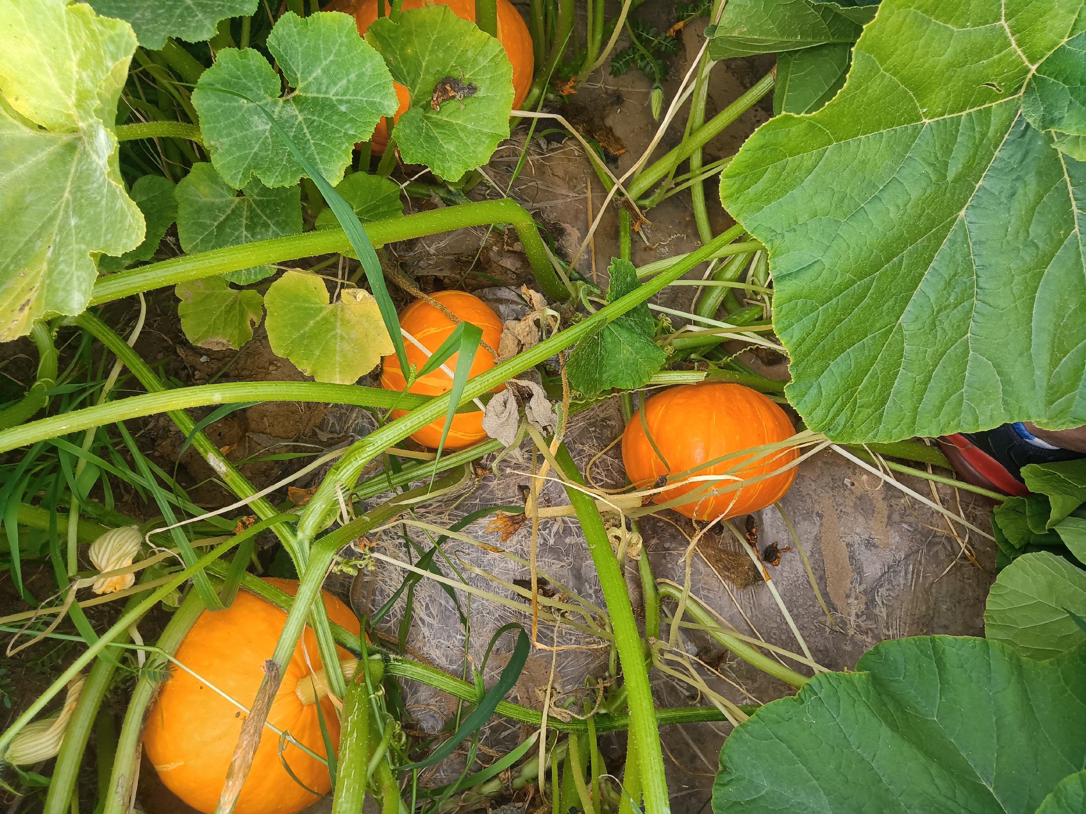 画面描绘了一株茂盛的胡椒藤缠绕在树干上,周围是热带雨林的植被,阳光透过树叶洒在藤蔓上 胡椒藤在热带雨林中攀爬