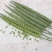【精品】四川杂交油菜种子矮杆抗倒伏增产含油率高厂家直销