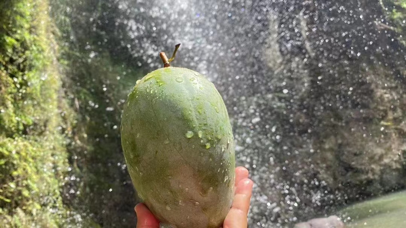 贵妃芒绿色的果实特写