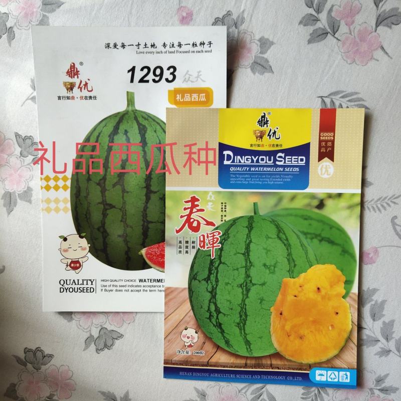 1293礼品西瓜种子早熟5斤2品种早熟圆形橙色礼品瓜种子