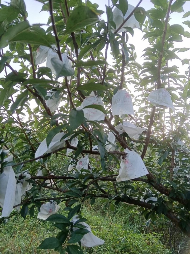 翡翠奈李，黄金奈李同款