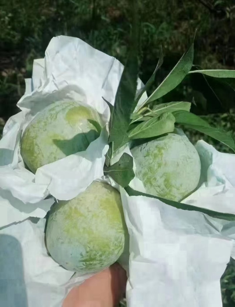 翡翠奈李，黄金奈李同款
