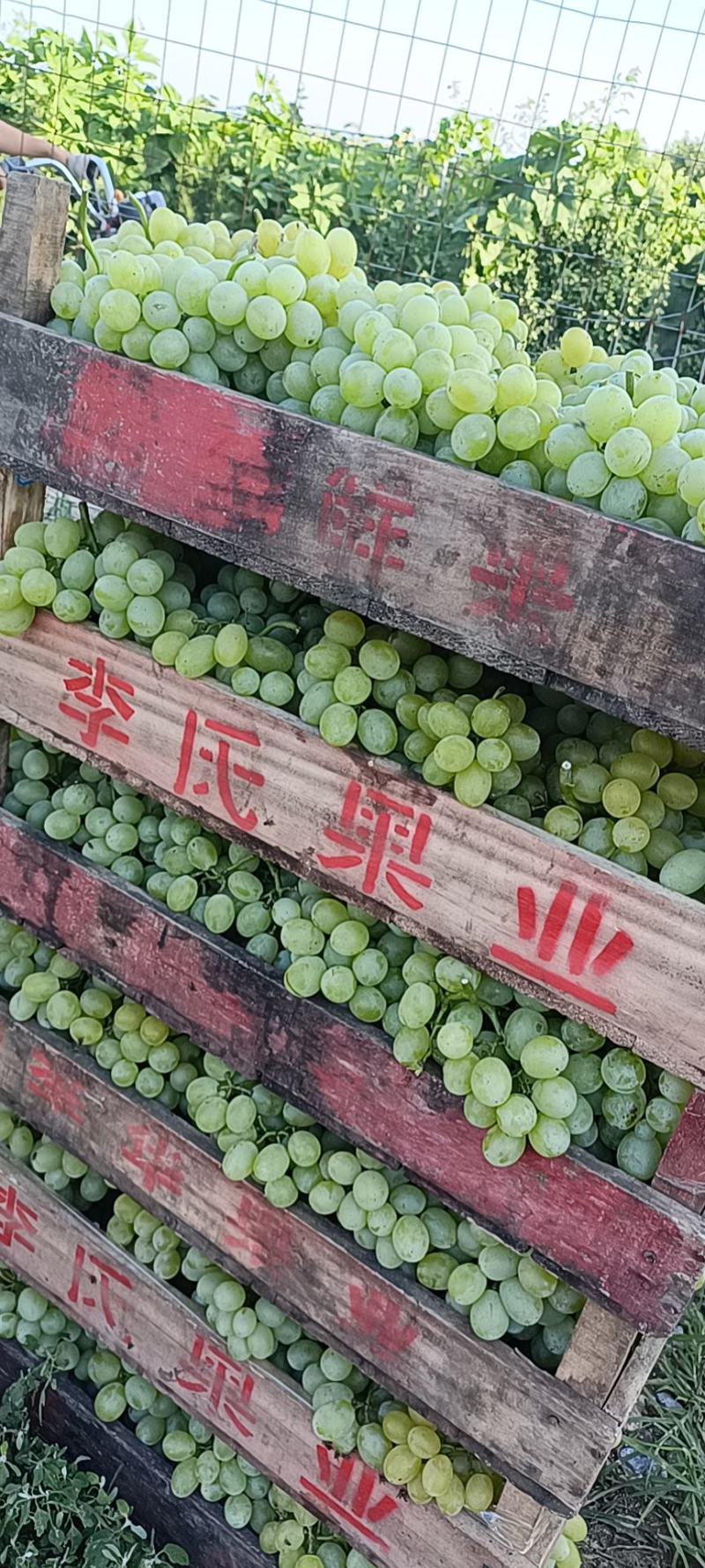 陆地葡萄