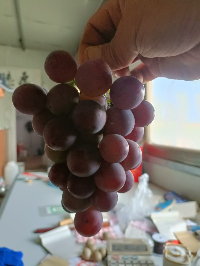 陆地葡萄