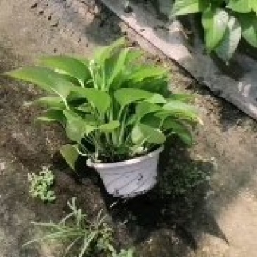 绿萝