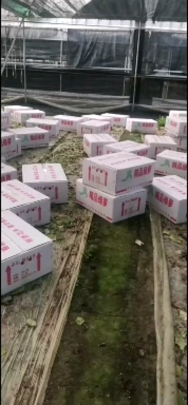 绿萝