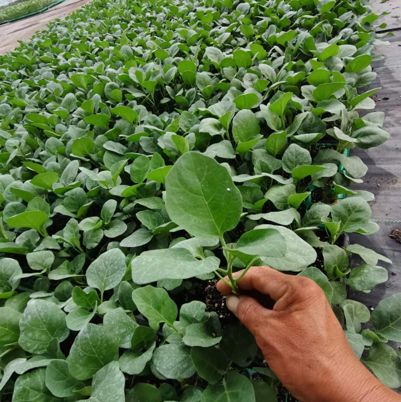 预定青茄子苗紫茄子苗长茄苗绿罐绿王