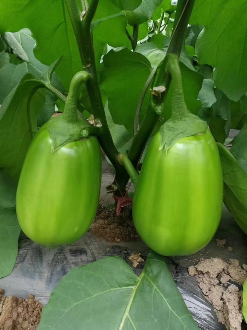 青茄苗紫茄子苗自根苗嫁接苗线茄苗预定中